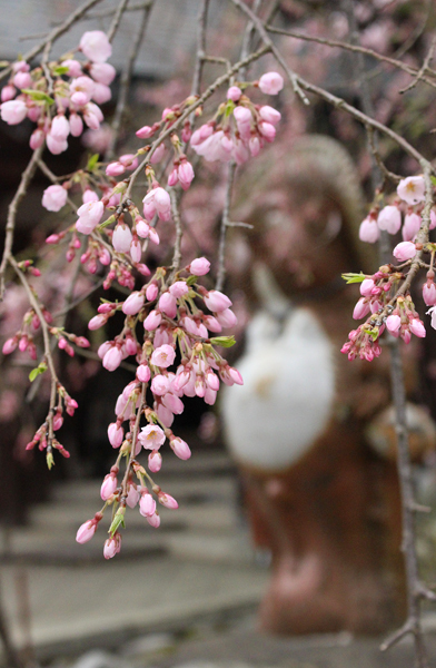 桜は開花寸前。